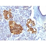 Immunohistochemistry - Anti-Chromogranin A Antibody [CHGA/777] - BSA and Azide free (A251386) - Antibodies.com