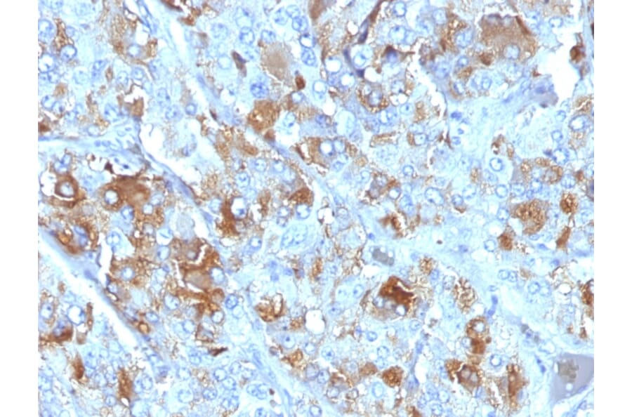 Immunohistochemistry - Anti-Chromogranin A Antibody [CHGA/777] - BSA and Azide free (A251385) - Antibodies.com