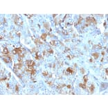 Immunohistochemistry - Anti-Chromogranin A Antibody [CHGA/777] - BSA and Azide free (A251385) - Antibodies.com