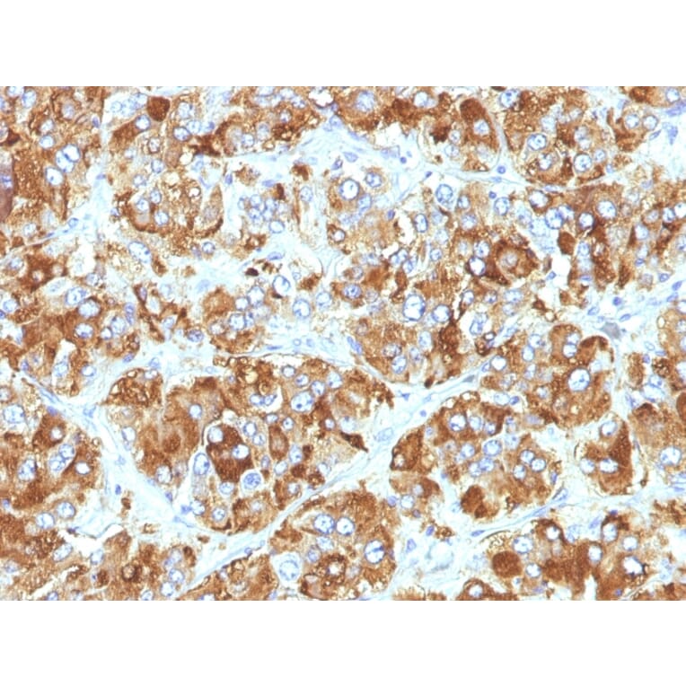 Immunohistochemistry - Anti-Chromogranin A Antibody [CHGA/798] - BSA and Azide free (A251387) - Antibodies.com