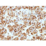 Immunohistochemistry - Anti-Chromogranin A Antibody [CHGA/798] - BSA and Azide free (A251387) - Antibodies.com