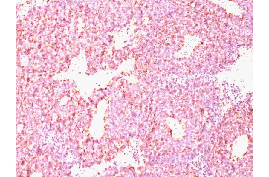 Immunohistochemistry - Anti-Chromogranin A Antibody [CHGA/798] - BSA and Azide free (A251387) - Antibodies.com