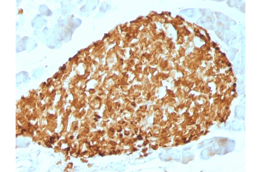 Immunohistochemistry - Anti-Chromogranin A Antibody [CHGA/798] - BSA and Azide free (A251387) - Antibodies.com