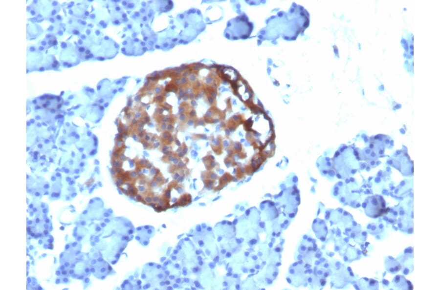 Immunohistochemistry - Anti-Chromogranin A Antibody [CHGA/798] - BSA and Azide free (A251387) - Antibodies.com