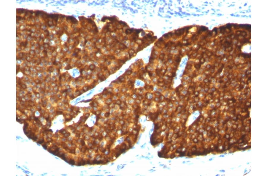 Immunohistochemistry - Anti-Chromogranin A Antibody [CGA/413] - BSA and Azide free (A251388) - Antibodies.com