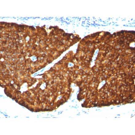 Immunohistochemistry - Anti-Chromogranin A Antibody [CGA/413] - BSA and Azide free (A251388) - Antibodies.com