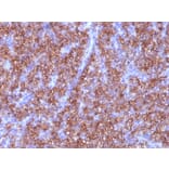 Immunohistochemistry - Anti-Chromogranin A Antibody [CGA/413] - BSA and Azide free (A251388) - Antibodies.com