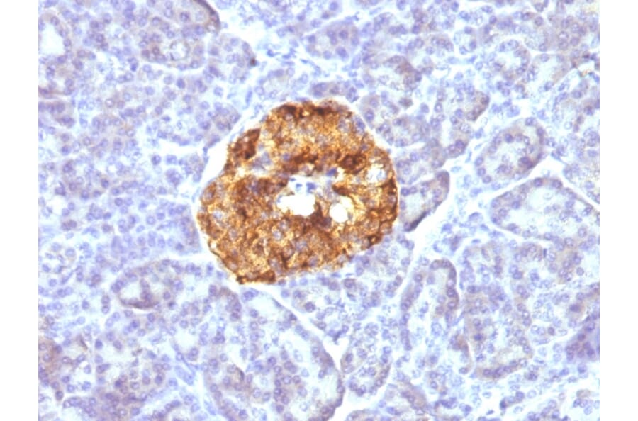 Immunohistochemistry - Anti-Chromogranin A Antibody [CGA/413] - BSA and Azide free (A251388) - Antibodies.com