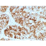 Immunohistochemistry - Anti-Chromogranin A Antibody [CGA/413] - BSA and Azide free (A251388) - Antibodies.com