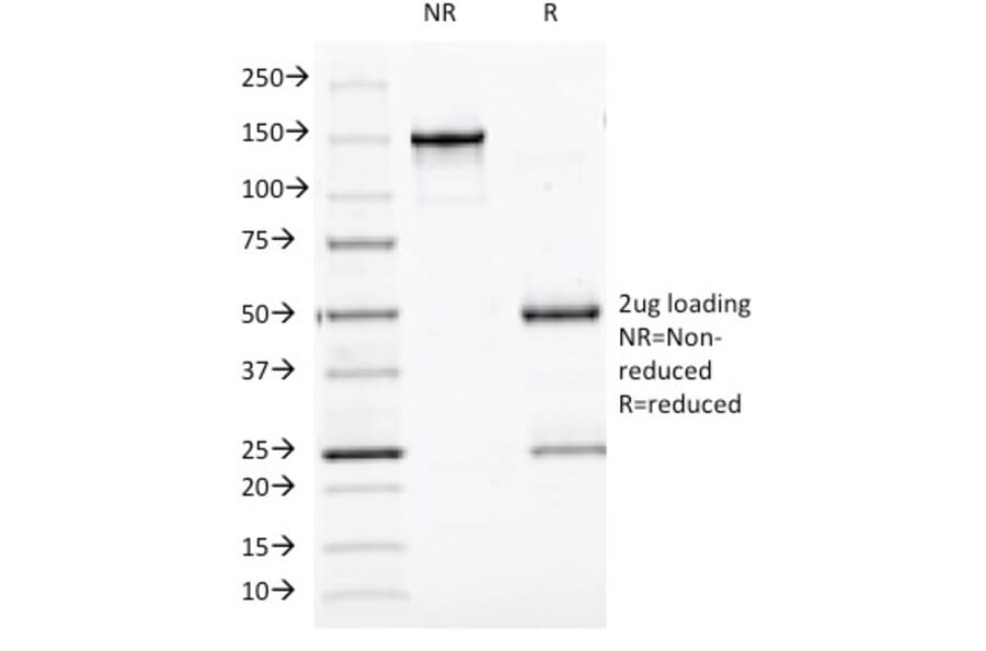 SDS-PAGE - Anti-Chromogranin A Antibody [CGA/413] - BSA and Azide free (A251388) - Antibodies.com