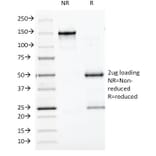 SDS-PAGE - Anti-Chromogranin A Antibody [CGA/413] - BSA and Azide free (A251388) - Antibodies.com