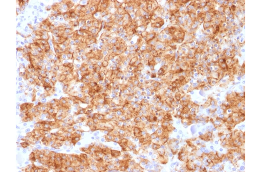 Immunohistochemistry - Anti-Chromogranin A Antibody [CHGA/1773R] - BSA and Azide free (A251390) - Antibodies.com