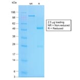 SDS-PAGE - Anti-Chromogranin A Antibody [CHGA/1773R] - BSA and Azide free (A251390) - Antibodies.com