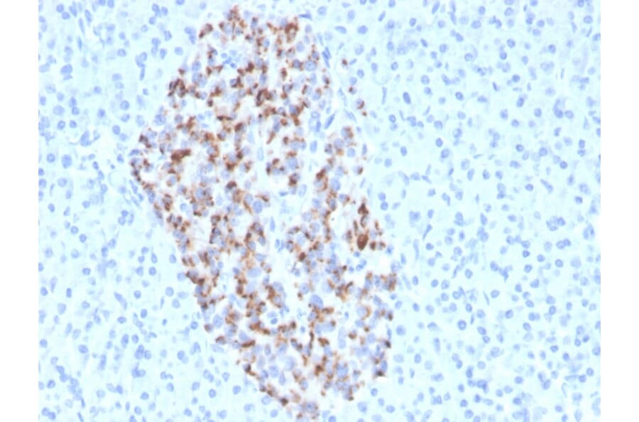 Immunohistochemistry - Anti-Chromogranin A Antibody [CHGA/4544R] - BSA and Azide free (A251391) - Antibodies.com