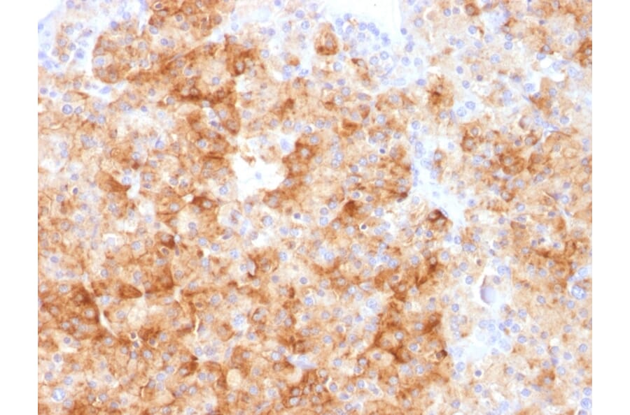 Immunohistochemistry - Anti-Chromogranin A Antibody - BSA and Azide free (A251393) - Antibodies.com