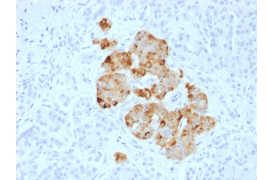 Immunohistochemistry - Anti-Chromogranin A Antibody - BSA and Azide free (A251392) - Antibodies.com
