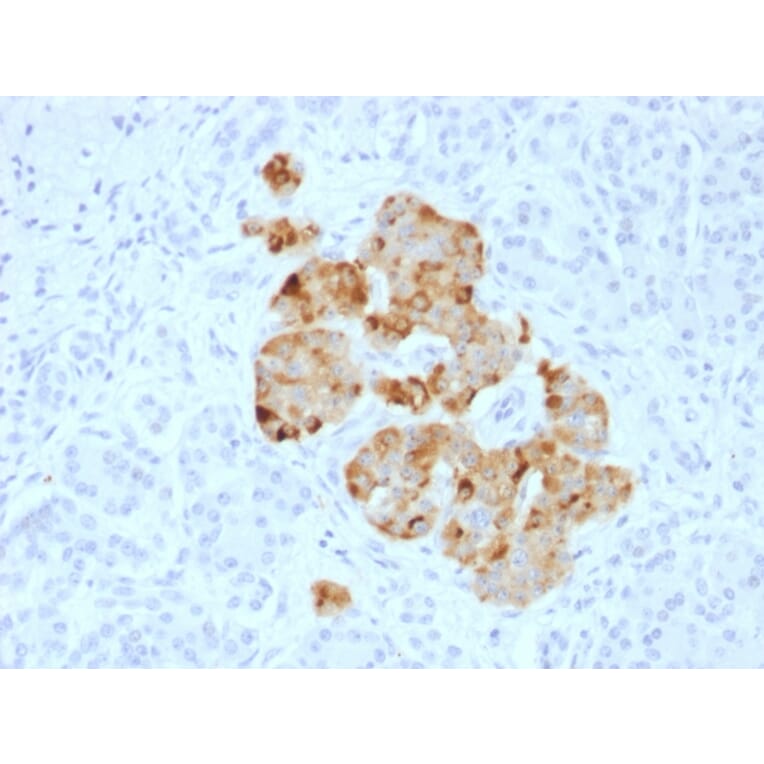 Immunohistochemistry - Anti-Chromogranin A Antibody - BSA and Azide free (A251392) - Antibodies.com