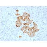 Immunohistochemistry - Anti-Chromogranin A Antibody - BSA and Azide free (A251392) - Antibodies.com