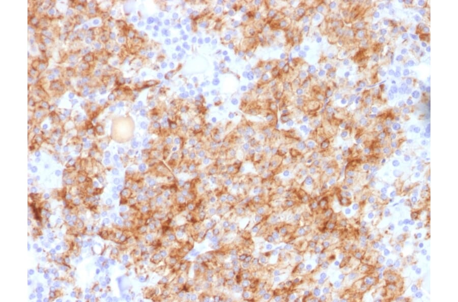 Immunohistochemistry - Anti-Chromogranin A Antibody - BSA and Azide free (A251393) - Antibodies.com