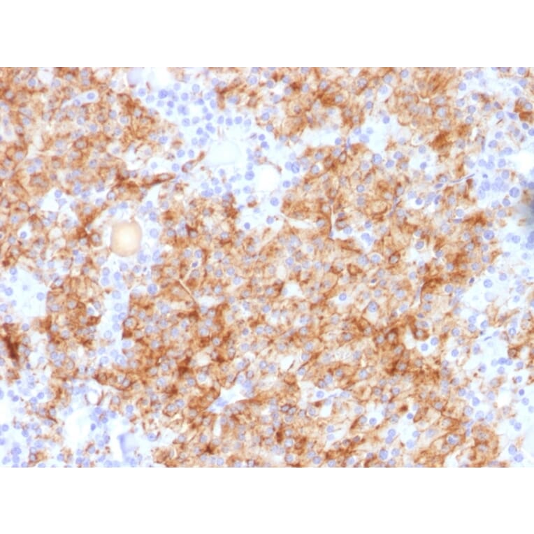 Immunohistochemistry - Anti-Chromogranin A Antibody - BSA and Azide free (A251393) - Antibodies.com