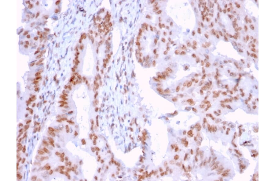 Immunohistochemistry - Anti-DMC1 Antibody [2H12/4] - BSA and Azide free (A251394) - Antibodies.com