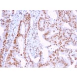Immunohistochemistry - Anti-DMC1 Antibody [2H12/4] - BSA and Azide free (A251394) - Antibodies.com