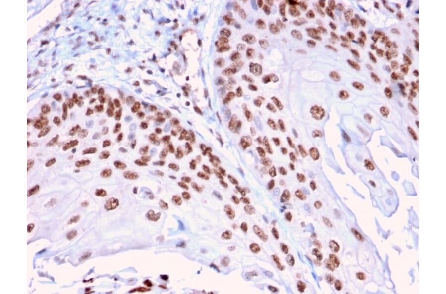 Immunohistochemistry - Anti-DMC1 Antibody [2H12/4] - BSA and Azide free (A251395) - Antibodies.com