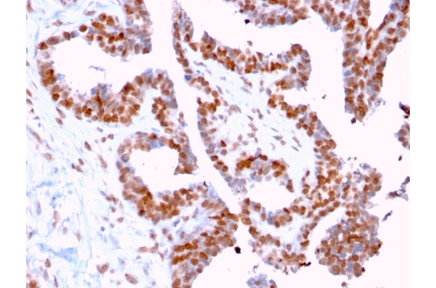 Immunohistochemistry - Anti-DMC1 Antibody [2H12/4] - BSA and Azide free (A251395) - Antibodies.com