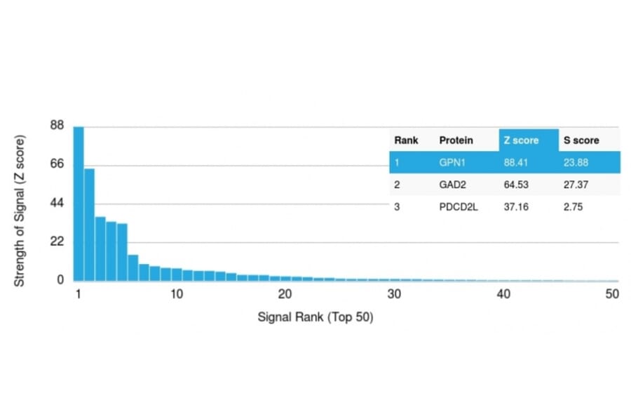 Protein Array - Anti-GPN1 Antibody [GPN1/2350] - BSA and Azide free (A251396) - Antibodies.com