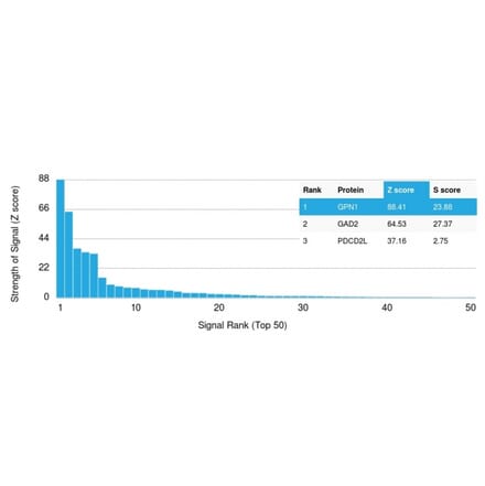 Protein Array - Anti-GPN1 Antibody [GPN1/2350] - BSA and Azide free (A251396) - Antibodies.com