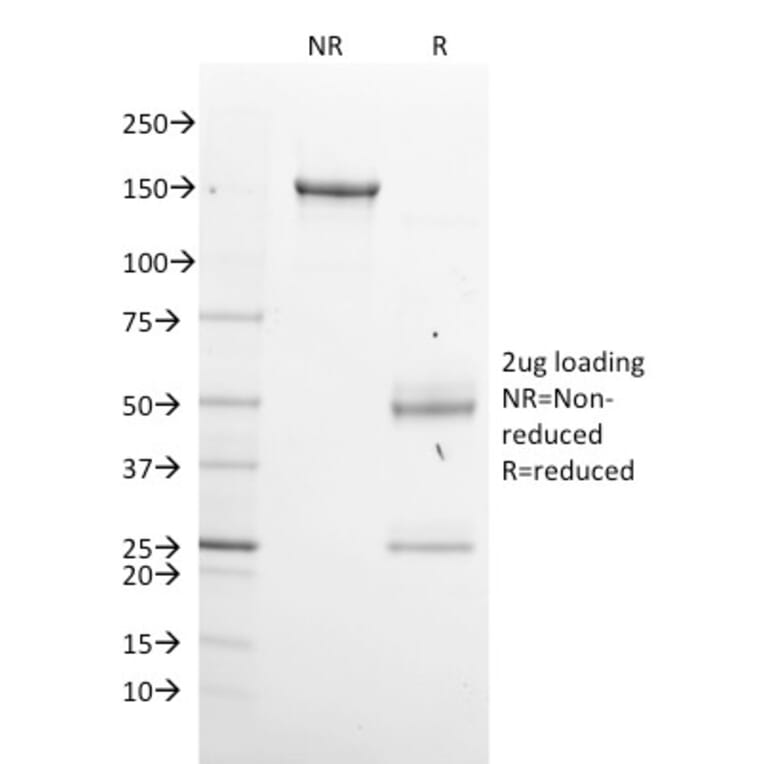 SDS-PAGE - Anti-GPN1 Antibody [GPN1/2350] - BSA and Azide free (A251397) - Antibodies.com