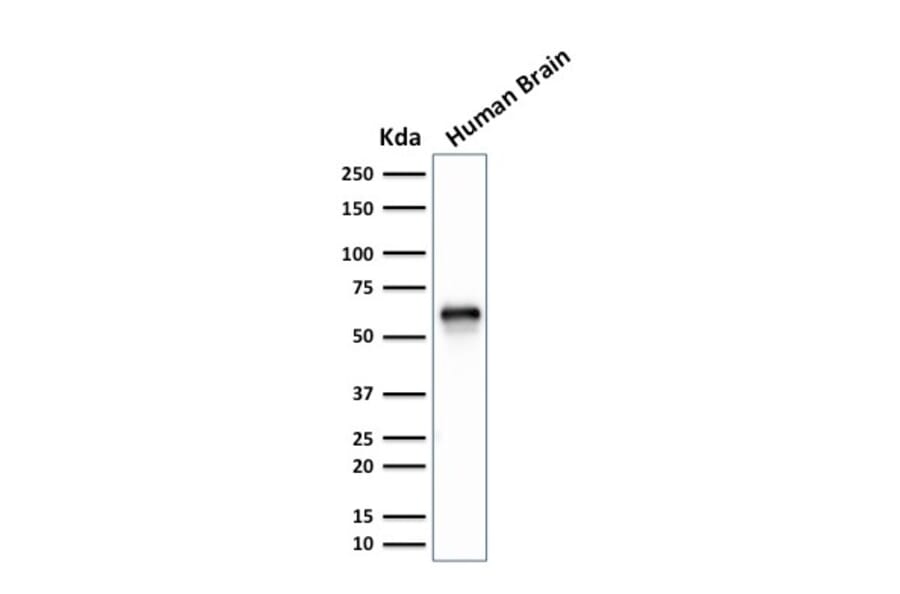 Western Blot - Anti-GPN1 Antibody [GPN1/2350] - BSA and Azide free (A251397) - Antibodies.com