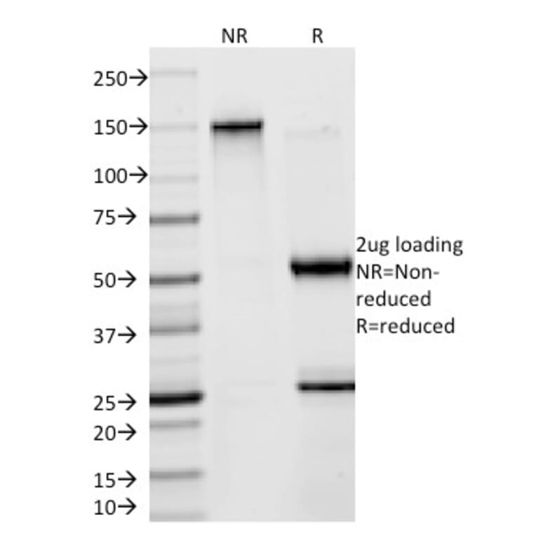 SDS-PAGE - Anti-Creatine Kinase BB Antibody [2ba6] - BSA and Azide free (A251398) - Antibodies.com