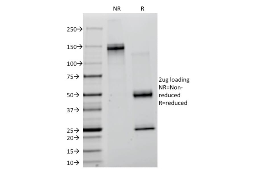 SDS-PAGE - Anti-Creatine Kinase BB Antibody [CKB/1268] - BSA and Azide free (A251399) - Antibodies.com