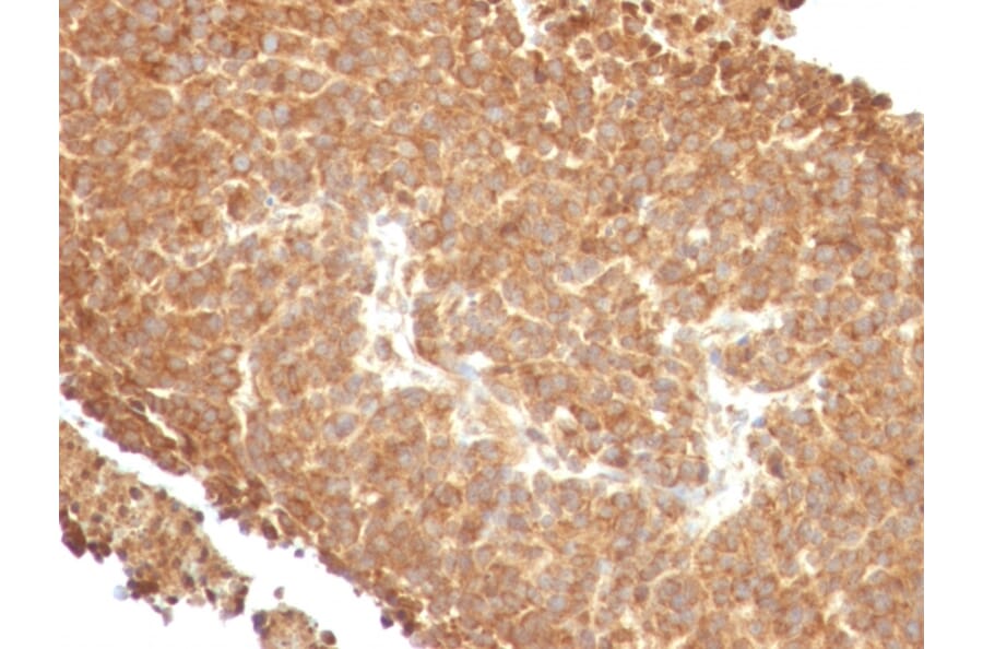 Immunohistochemistry - Anti-TOP1MT Antibody [TOP1MT/488] - BSA and Azide free (A251404) - Antibodies.com