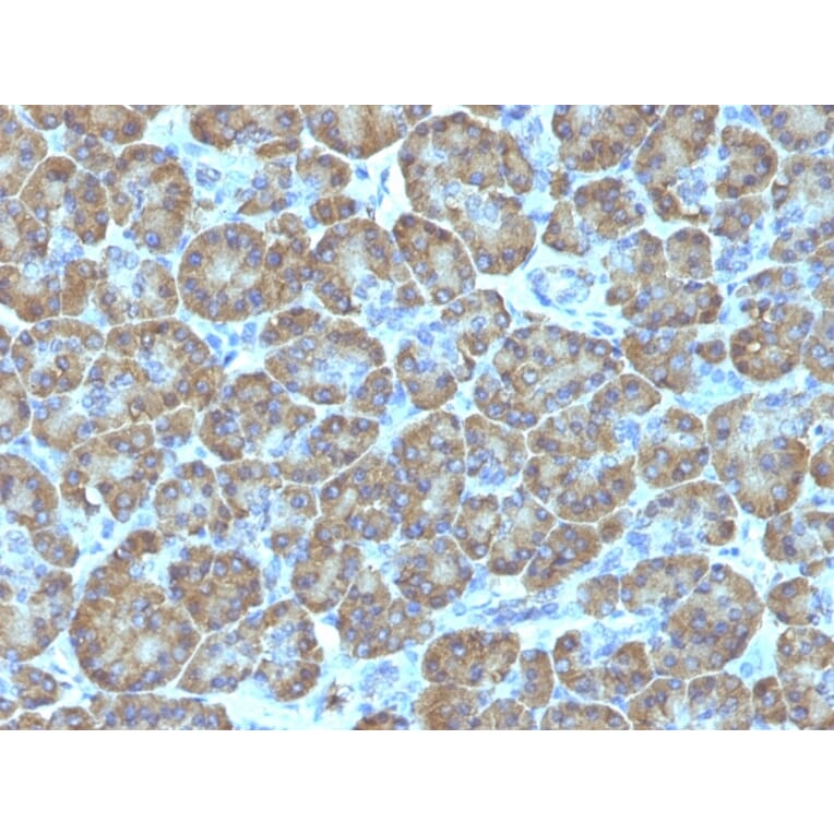 Immunohistochemistry - Anti-TOP1MT Antibody [TOP1MT/488] - BSA and Azide free (A251404) - Antibodies.com