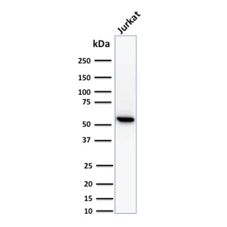 Western Blot - Anti-TOP1MT Antibody [TOP1MT/488] - BSA and Azide free (A251404) - Antibodies.com