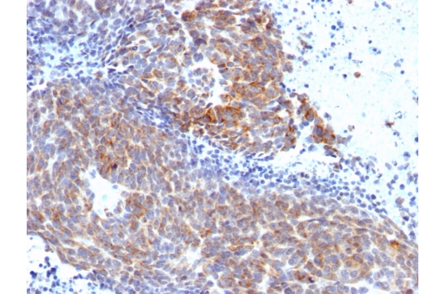 Immunohistochemistry - Anti-TOP1MT Antibody [TOP1MT/568] - BSA and Azide free (A251405) - Antibodies.com