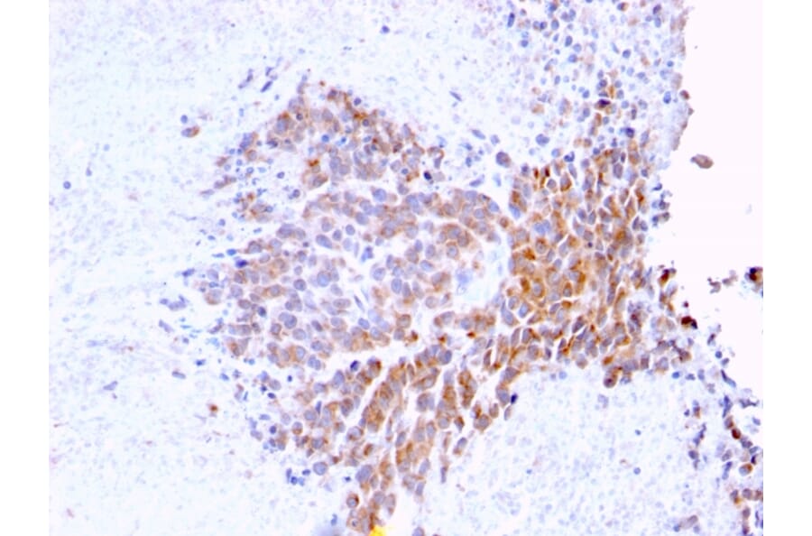 Immunohistochemistry - Anti-TOP1MT Antibody [TOP1MT/568] - BSA and Azide free (A251404) - Antibodies.com