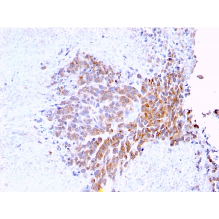 Immunohistochemistry - Anti-TOP1MT Antibody [TOP1MT/568] - BSA and Azide free (A251404) - Antibodies.com