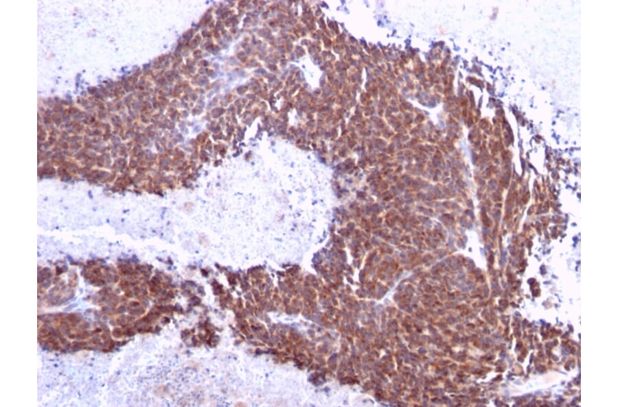 Immunohistochemistry - Anti-TOP1MT Antibody [TOP1MT/613] - BSA and Azide free (A251406) - Antibodies.com