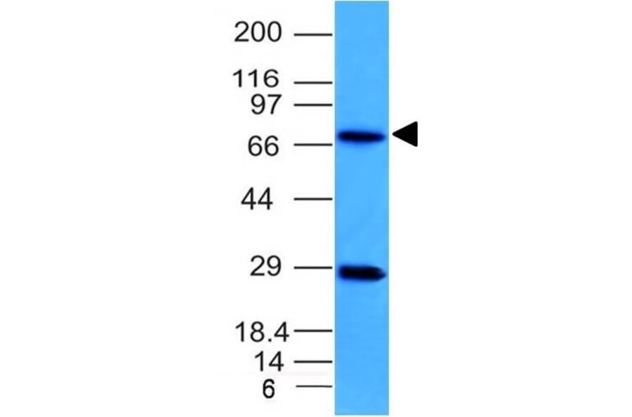Western Blot - Anti-TOP1MT Antibody [TOP1MT/613] - BSA and Azide free (A251406) - Antibodies.com