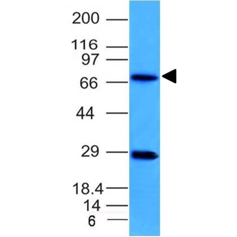 Western Blot - Anti-TOP1MT Antibody [TOP1MT/613] - BSA and Azide free (A251406) - Antibodies.com