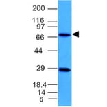 Western Blot - Anti-TOP1MT Antibody [TOP1MT/613] - BSA and Azide free (A251406) - Antibodies.com