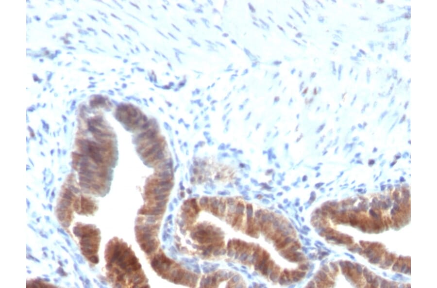 Immunohistochemistry - Anti-TOP1MT Antibody [TOP1MT/613] - BSA and Azide free (A251405) - Antibodies.com