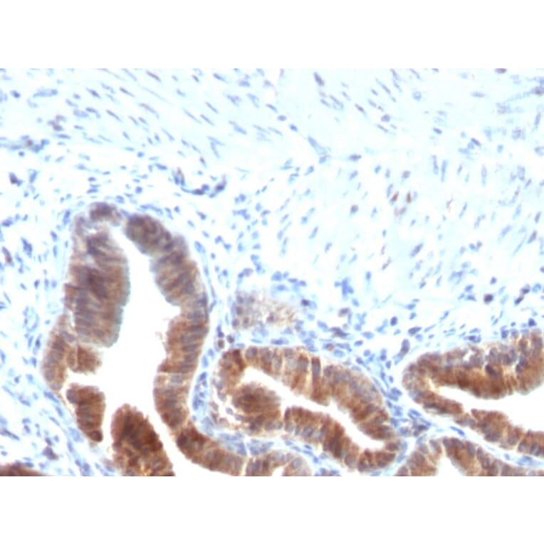 Immunohistochemistry - Anti-TOP1MT Antibody [TOP1MT/613] - BSA and Azide free (A251405) - Antibodies.com