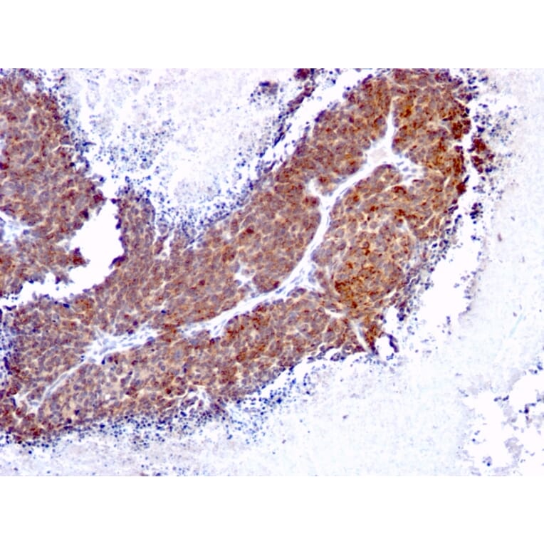 Immunohistochemistry - Anti-TOP1MT Antibody [TOP1MT/613] - BSA and Azide free (A251406) - Antibodies.com