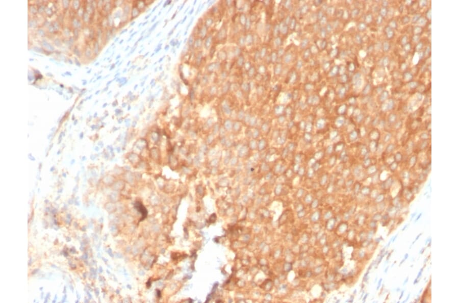 Immunohistochemistry - Anti-TOP1MT Antibody [TOP1MT/2883R] - BSA and Azide free (A251406) - Antibodies.com