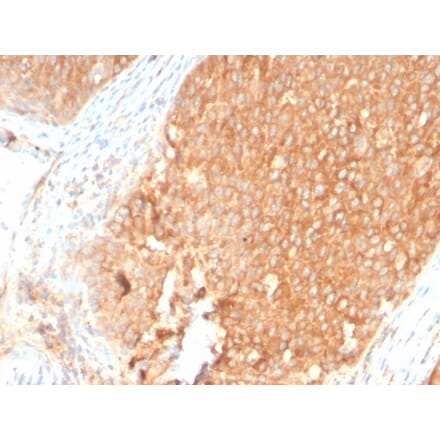 Immunohistochemistry - Anti-TOP1MT Antibody [TOP1MT/2883R] - BSA and Azide free (A251406) - Antibodies.com
