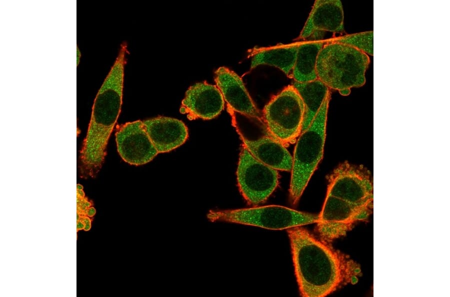 Immunofluorescence - Anti-SPI-C Antibody [PCRP-SPIC-2C5] - BSA and Azide free (A251412) - Antibodies.com